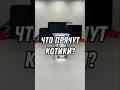 Что прячут котики? #кофейня #юмор #бариста #прикол #смешнойшортс #кофе #стиль #эстетика