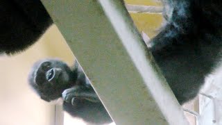 モモタロウパパがキンタロウを放さない💗ママはどうする【京都市動物園】