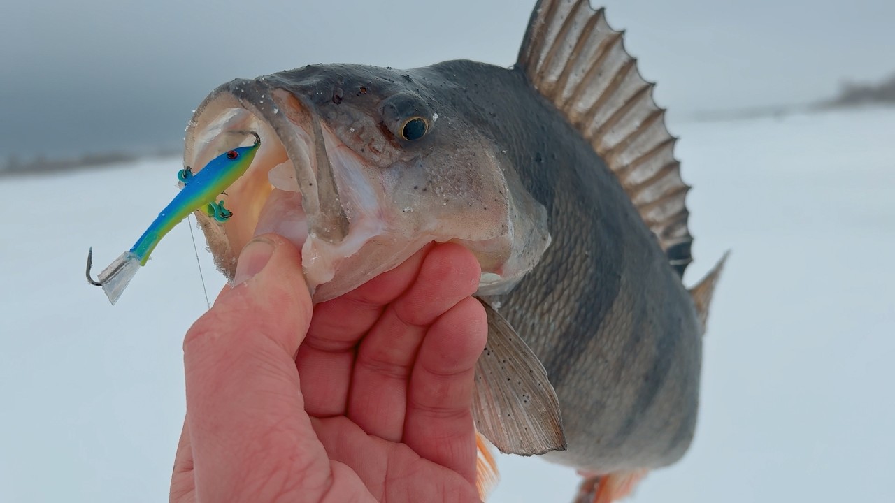 КАК И НА ЧТО ПОЙМАТЬ В ГЛУХОЗИМЬЕ?!! ЖИРНЫЕ ОКУНИ НА БАЛАНСИР!