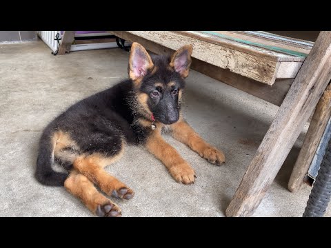 วีดีโอ: เคล็ดลับการดูแลและดูแลขนของ German Shepherd