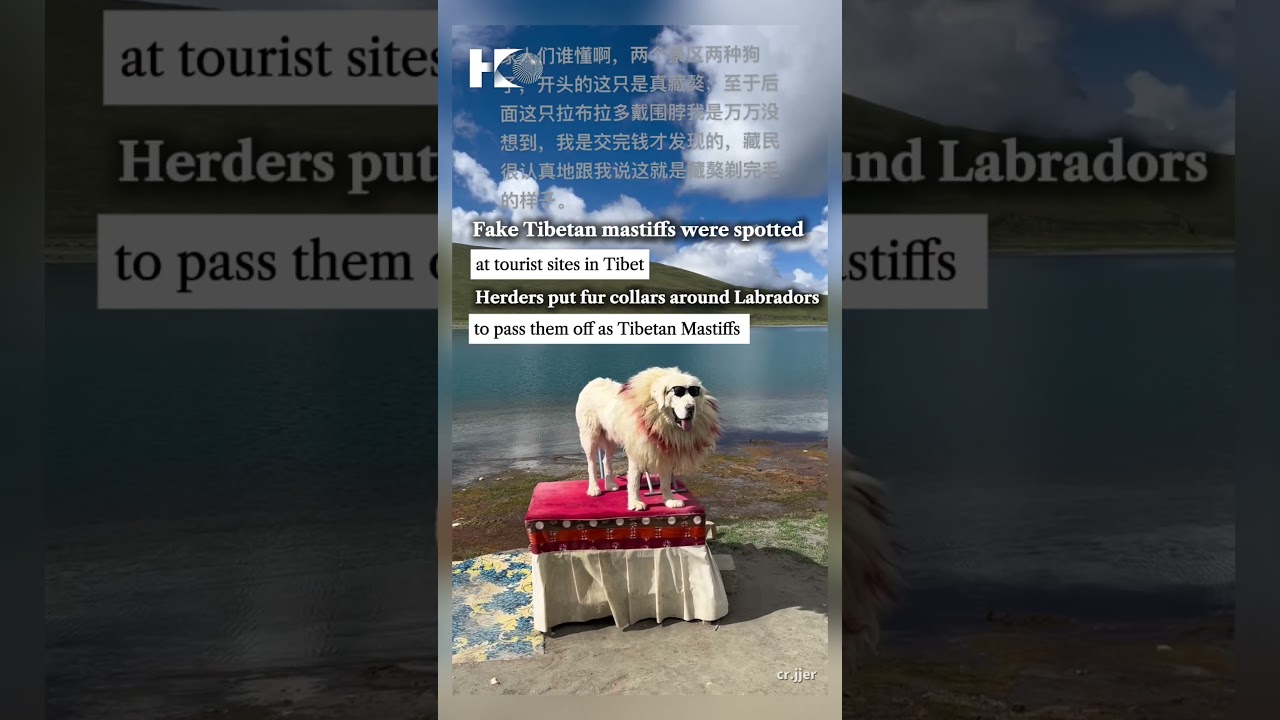 Fake Tibetan mastiffs were spotted at tourist sites in Tibet.