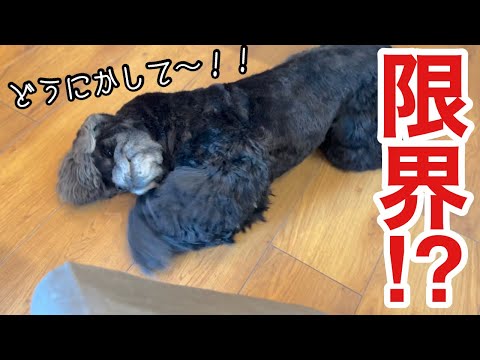 体の痒みと闘うアメリカンコッカースパニエル！（ミリオンくん）