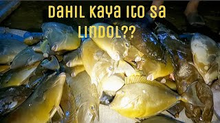 NIGHT SPEARFISHING 🇵🇭 SURIGAO DEL SUR | episode 119 |  tiba-tiba sa dami ng huli