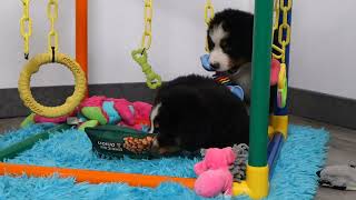 Blue Diamond JBs Nellie Bernese Mountain Dog Litter