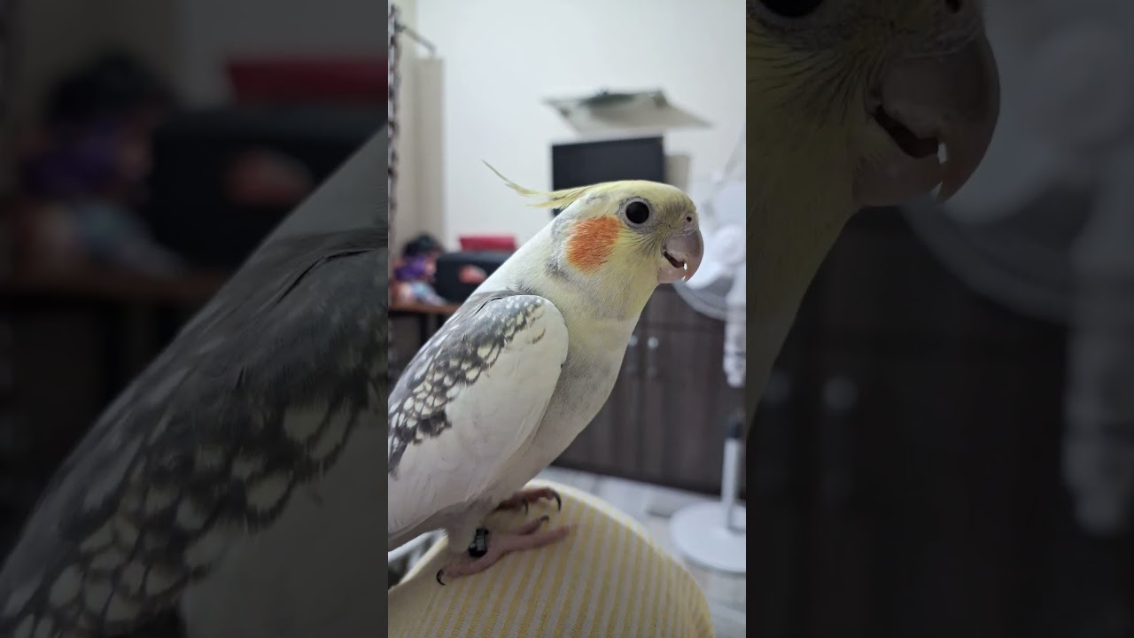 Peek a Boo #shorts #cockatiel