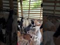 Fresh air, fresh life  #agrobusiness #goat #theothersideofmakebelieve