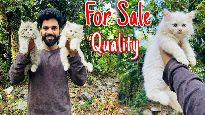 Video 11892411: persian cat calico kitten, face persian cat calico, persian cat farm, persian cat kitten doll