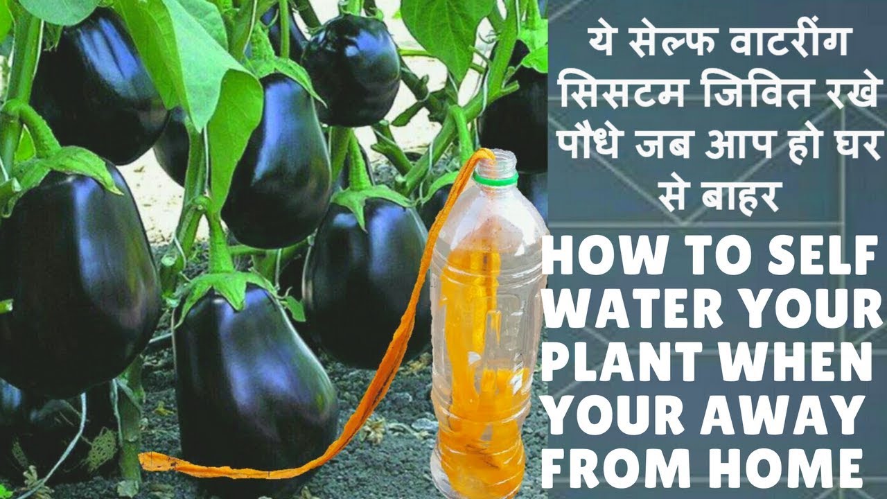 Self watering plants when you are on vacation hindi/english सेल्फ वाटर