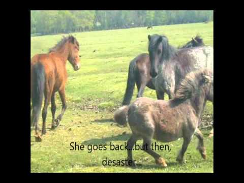new forest ponies try and take new born shetland foal:(