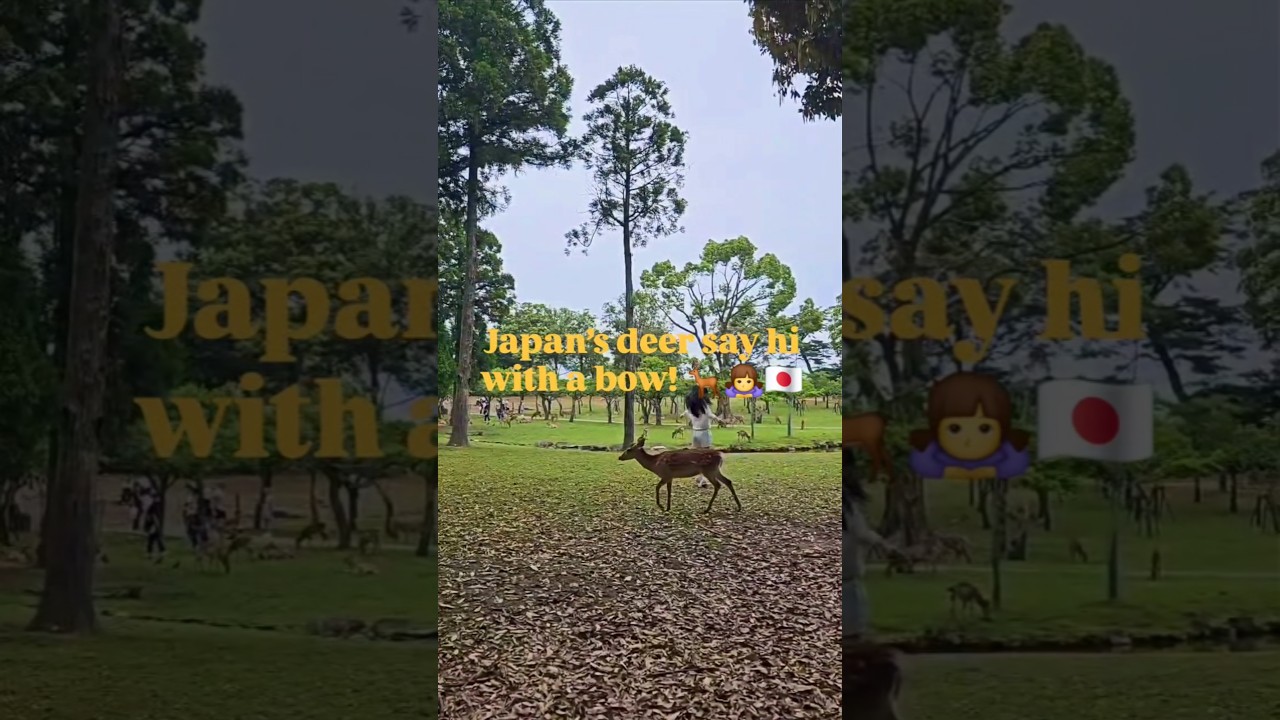 Only in Japan—deer that bow for greetings and snacks. Polite and persistent!🦌🍘🇯🇵
