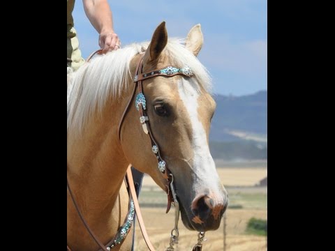 Pony girl bridle Pony girl bridle
