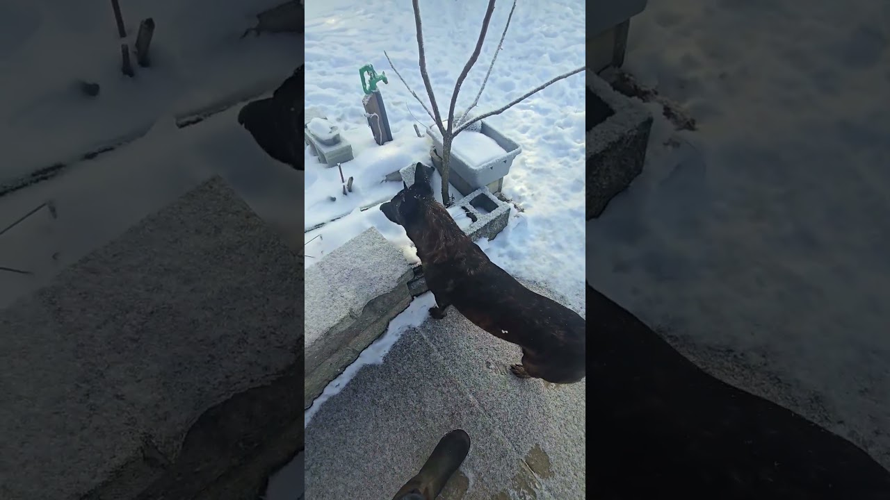 Я не видела его НЕСКОЛЬКО НЕДЕЛЬ! 