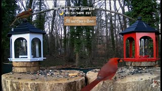 Download Lagu Live - Wednesday N. Georgia 🐦Bird Feeder \u0026 Garden Wildlife Window to Nature | 50 Species Identified MP3