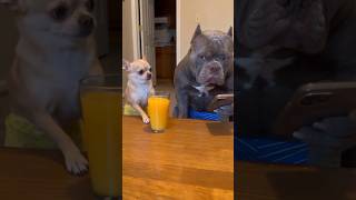 #dog #viral #usa #fun #funnyvideo #funnydogs
