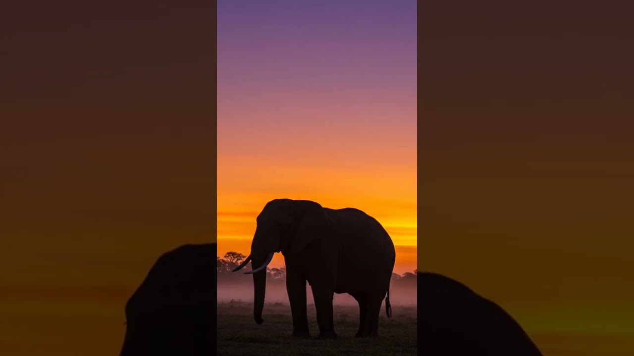 Echoes of the Congo - #Afrobeats #CongoVibes #AfricanRhythms #DeepAfrica #CinematicVibes