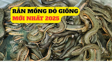 Rắn Mồng Đỏ Giống Mới Nhất 2025 - Trại Giống Đông Sơn