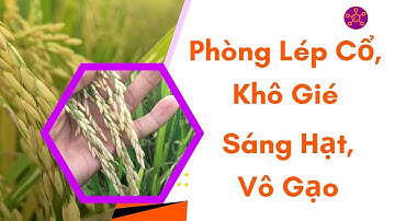 Vô Gạo Cổ | Phun Cử Cuối | Phòng Lép Cổ, Khô Gié | Giống Lúa OM380 80 Ngày