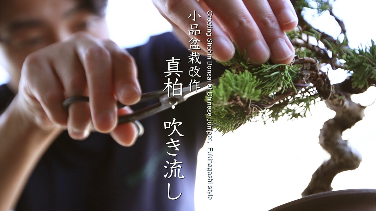 小品盆栽改作 真柏・吹き流し