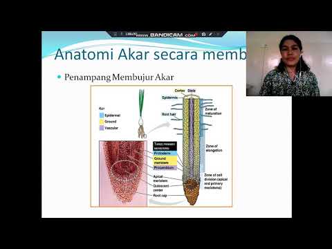 Video: Membran: Anatomi, Funktion, Diagram, Tilstande Og Symptomer