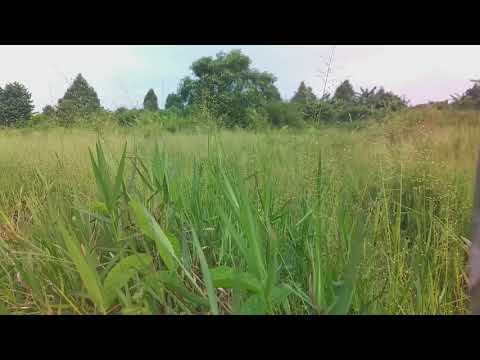 12+ Wallpaper Pemandangan Padang Rumput Terindah - Foto Pemandangan HD