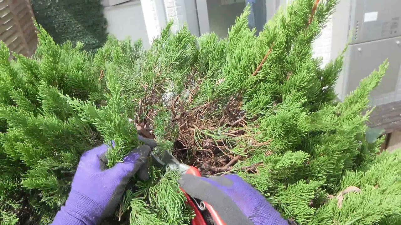 No.119_カイヅカイブキの刈り込まない剪定② 210913