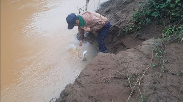 MƯA BÃO ra sông Cắm Câu cá lăng gỡ liền tay