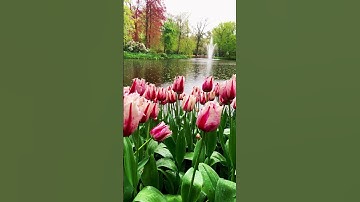 Thumbnail of Tulip 🌷 paradise & Keukenhof 💕🇳🇱 #music #tulip #garden #instrumental #flowers