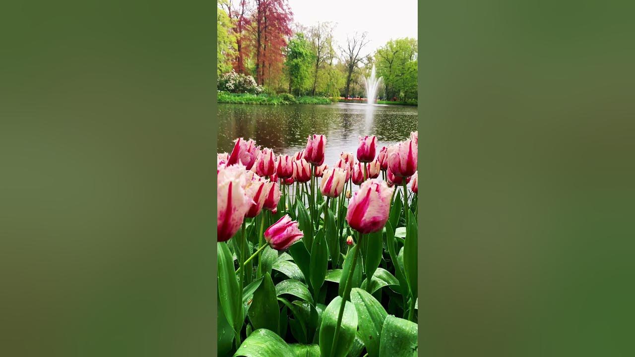 Tulip 🌷 paradise & Keukenhof 💕🇳🇱 #music #tulip #garden #instrumental #flowers