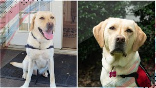 Funeral home hires Labrador Retriever as “Bereavement Care Dog” to help families cope with their gri