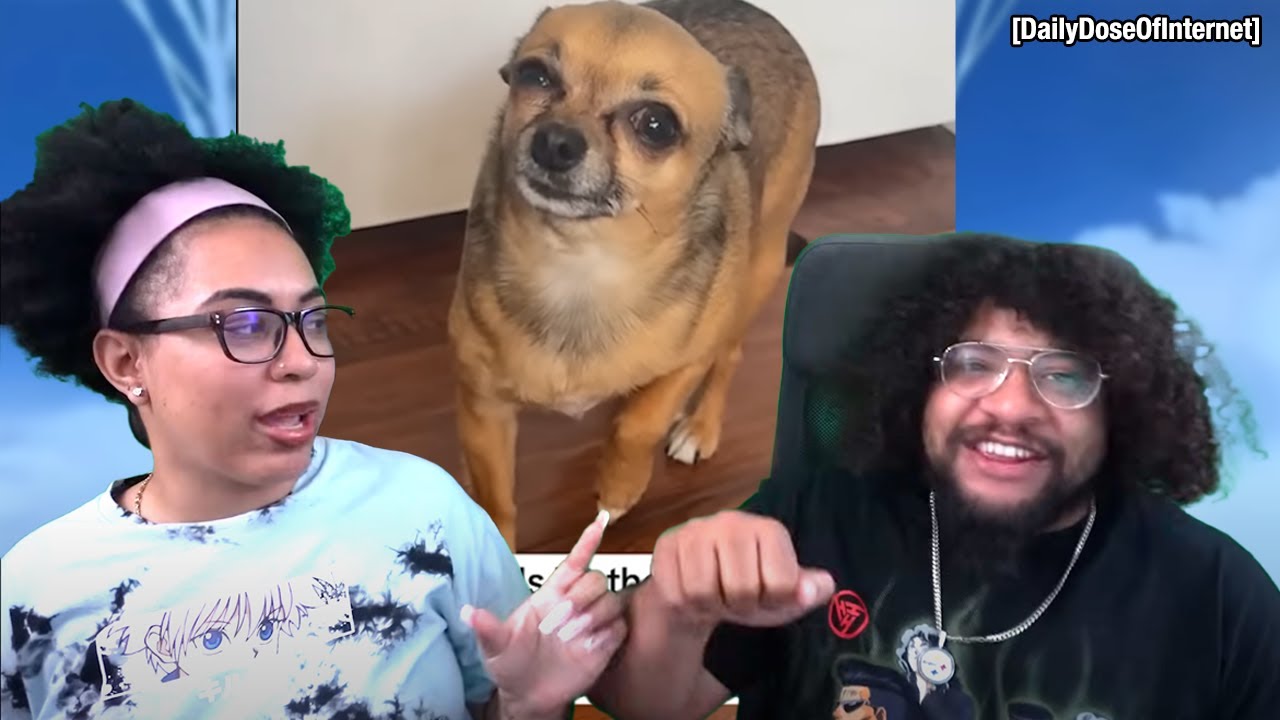 This Dog Is Pity Farming! | Daily Dose Of Internet Reaction