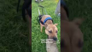 Biggs And His Sister Paris