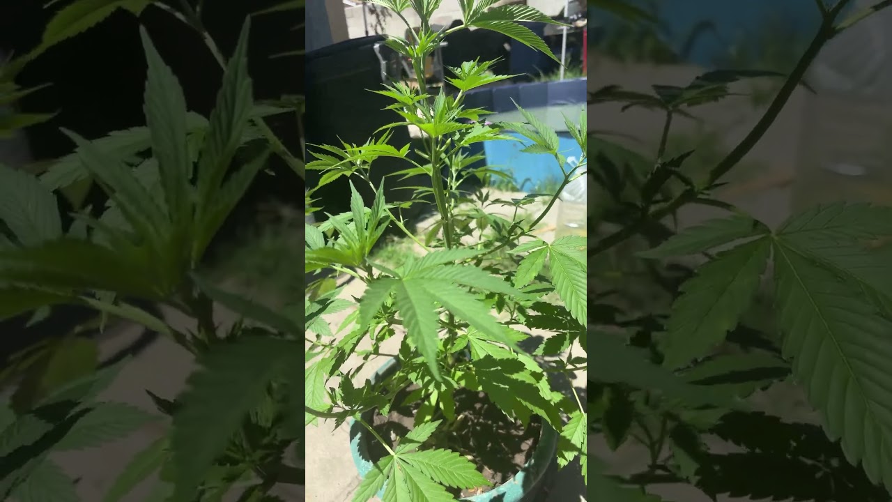 Wondering if my 7 weeks old plant is a male or if it is a female i appreciate any help