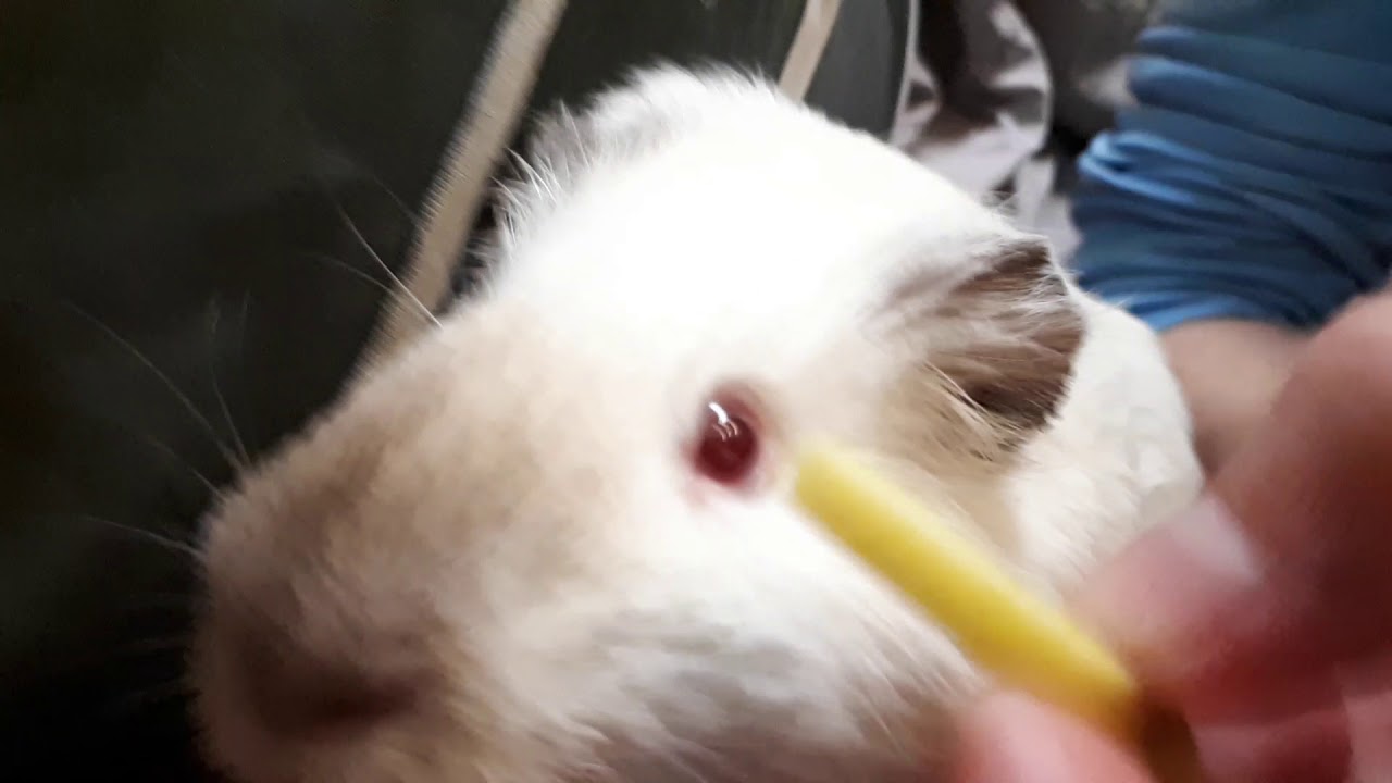 Как кушает морская свинка - YouTube