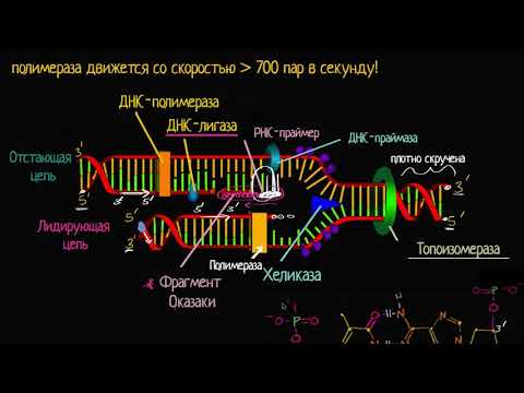 Скорость и точность репликации ДНК(видео 9) | ДНК. Молекулярная генетика | Биология