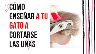 Cómo ENSEÑAR A TU GATO a Cortarse Las Uñas - Tiene Problemas Con Sus Muebles Esta Es Su Solución by RINCON DE LOS GATOS 53 views 2 years ago 4 minutes, 5 seconds