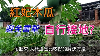 [木瓜種植]04_1 奇葩的紅妃木瓜目前不用矮化外快速結果的後果 ... 