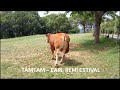 Lot 10  tamtam  earl remi estival