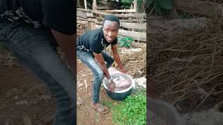 Christmas miseries to chicken