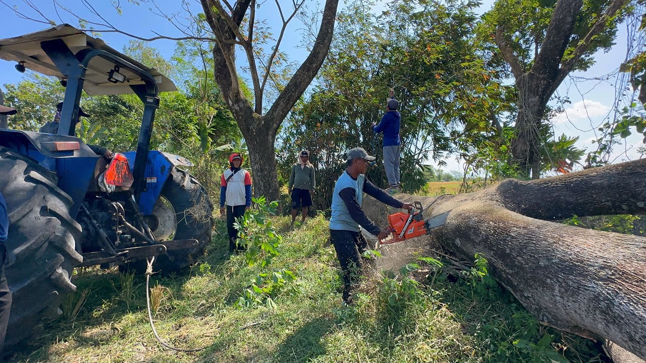 Some are easy, some are difficult... Cut down 2 trembesi trees in the ...