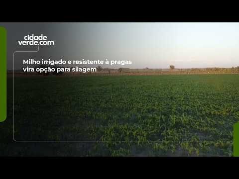 Irrigated, pest-resistant corn becomes an option for silage