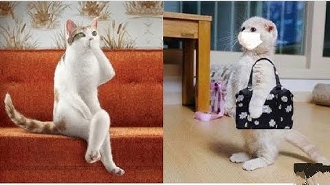 Try Not To Laugh or Grin While Watching Funny Animals Compilation #14