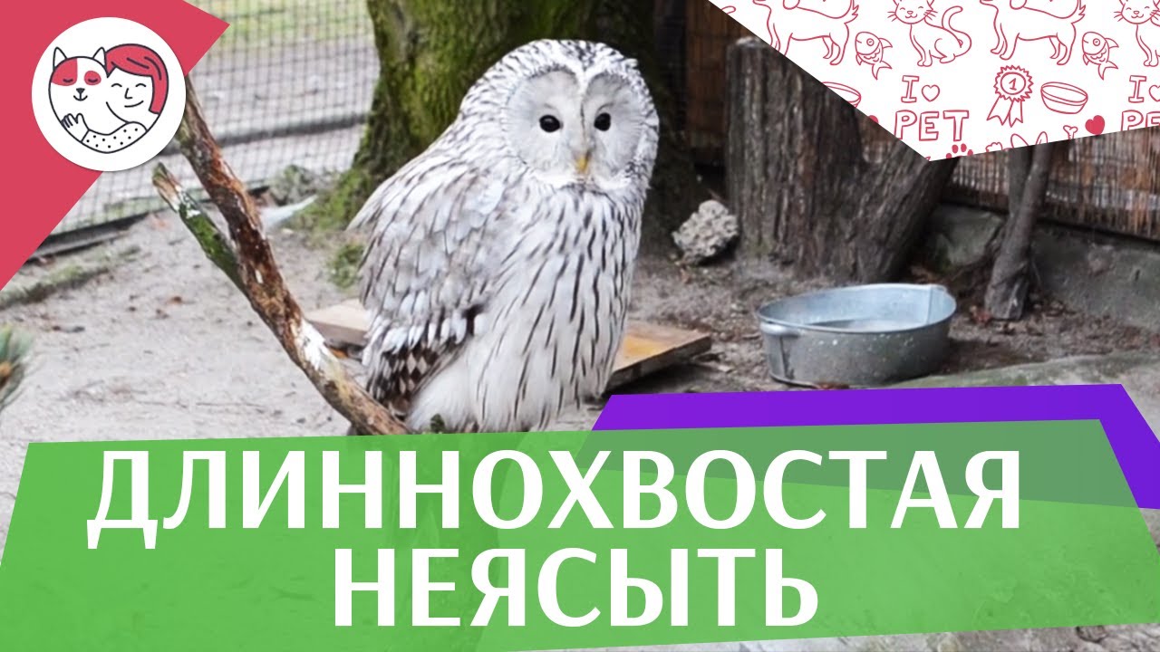 Длиннохвостая неясыть Содержание дома на ilikepet
