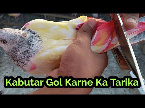 Parwazi Kabutar Gol Kar Diye  Kabutar Ke Par Gol Karne Ka Tarika  High Flyer Pigeon Gallery