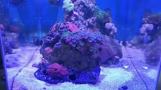 Tuzlu Su Akvaryumu Kurmak Için En Cok Hangi Malzemeye Ihtiyaç Var