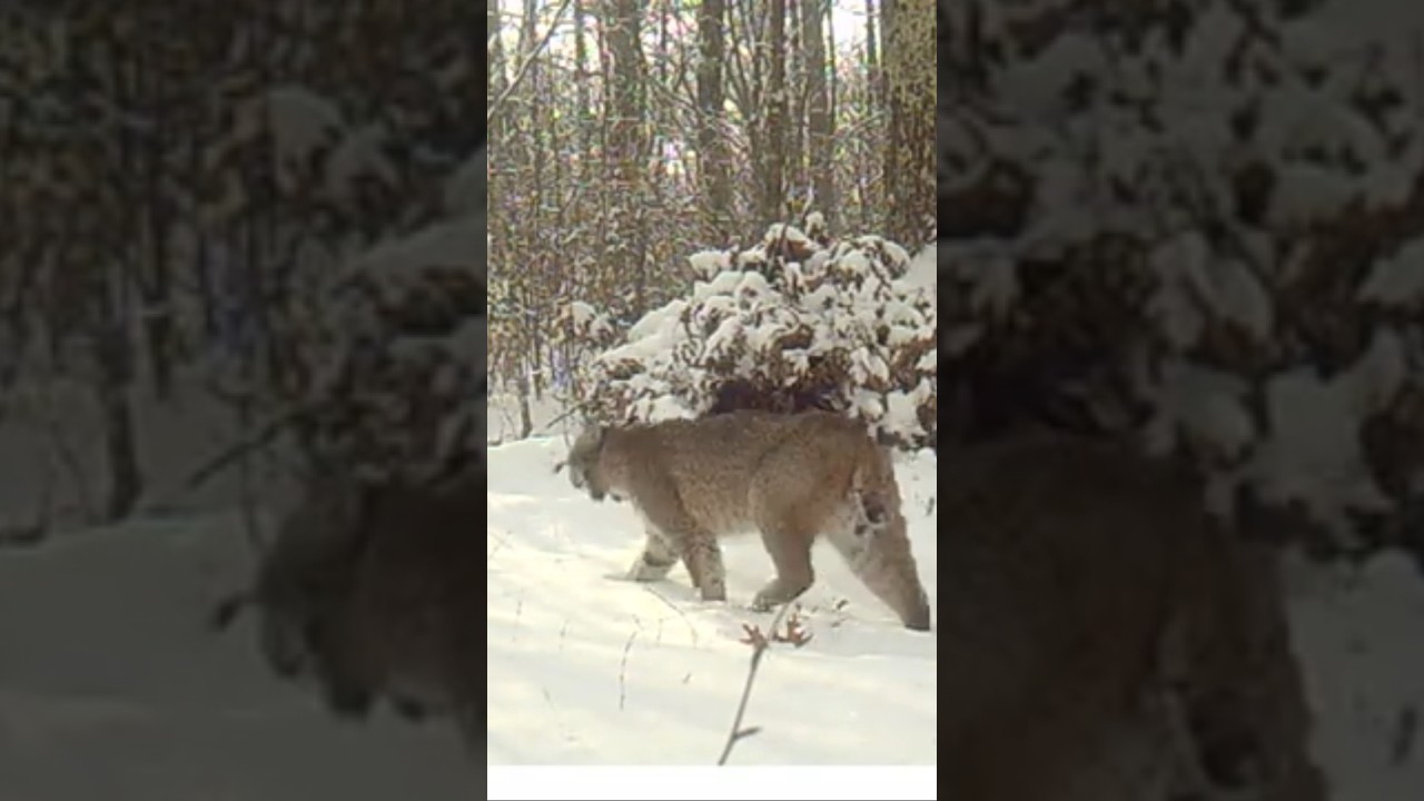 Late season bobcat,trapping in Wisconsin! Full video dropping this week! 