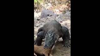 Comodo Dragon Attack On Baby Goat. #shorts