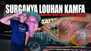 A Former State-Owned Bank Employee Becomes a Kamfa Flowerhorn Owner! The Story of Ibnu Gallery Ar...