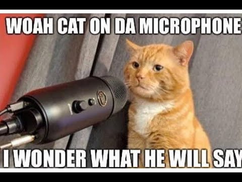 cat singing okay｜TikTok Search