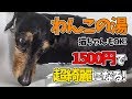 【犬・猫専用】わんこの湯で愛犬が初めてのお風呂♪めっちゃ便利で使いやすい！猫もOK！