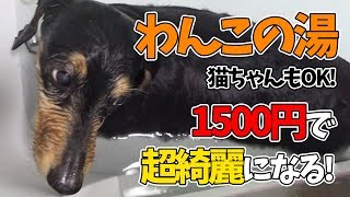 【犬・猫専用】わんこの湯で愛犬が初めてのお風呂♪めっちゃ便利で使いやすい！猫もOK！